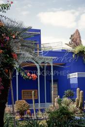 Image du Maroc Professionnelle de  Le Jardin Majorelle une pure merveille crée par le peintre français Jacques Majorelle, qui a eu le coup de foudre pour Marrakech. Yves Saint Laurent et Pierre Bergé font l’acquisition de ce havre de paix durant les années quatre-vingt où Yves Saint Laurent dessina plusieurs pièces. son voeux était de faire de ce parc une œuvre d’art vivante. On y découvre des plantes provenant des cinq continents, yuccas d’Océanie, lotus d’Asie, cactus d’Amérique, palmiers d’Afrique et cyprès d’Europe …, à Marrakech le Lundi 18 Août 1997. ((Photo / Abdeljalil Bounhar)